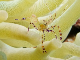 Spotted Cleaner Shrimp IMG 7415